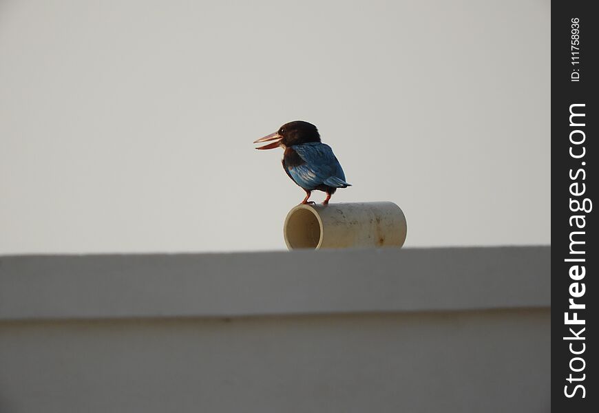 White-throated Kingfisher also called as Halcyon smyrnensis, Pelargopsis capensis blue wings in its native environment. India. White-throated Kingfisher also called as Halcyon smyrnensis, Pelargopsis capensis blue wings in its native environment. India.