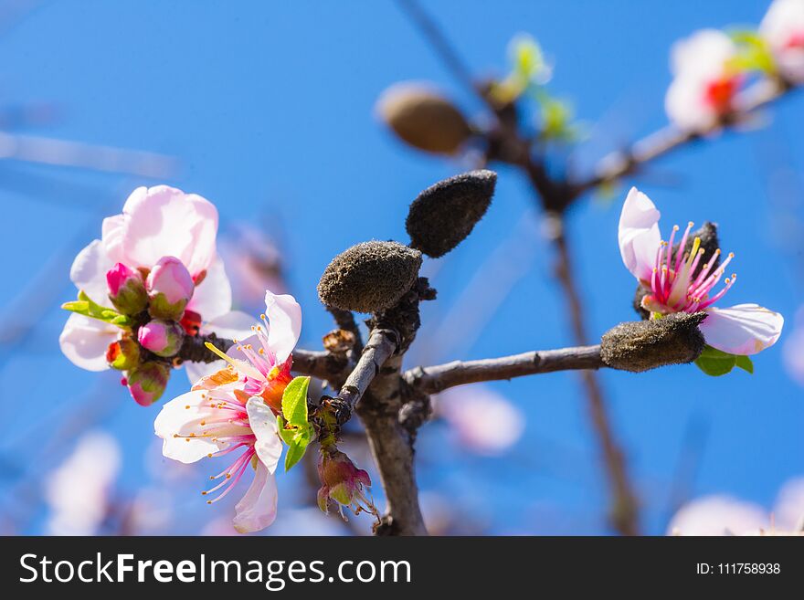 Pink blossoms on a almond tree branch close-up