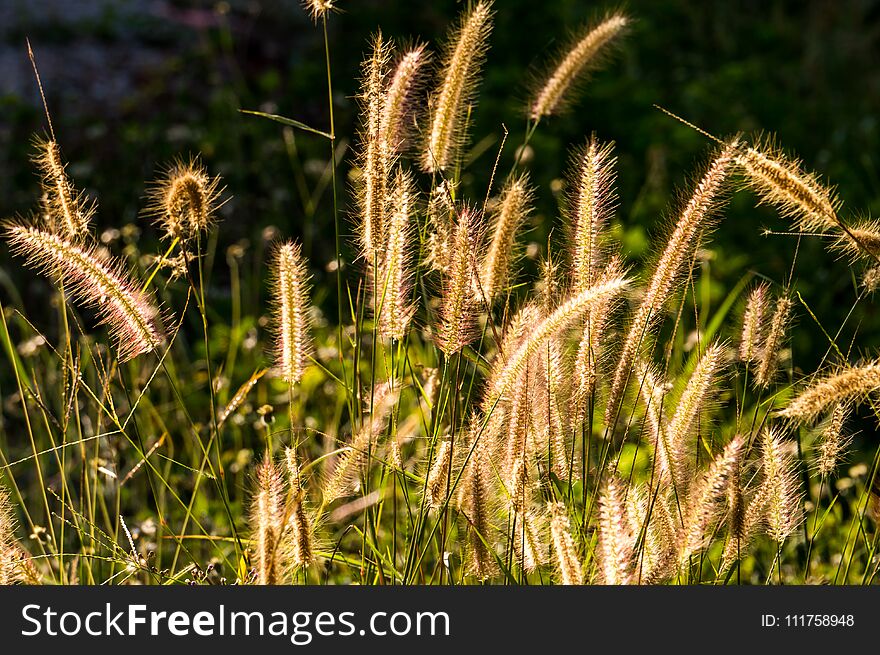 Grass flower in sunlight in moring