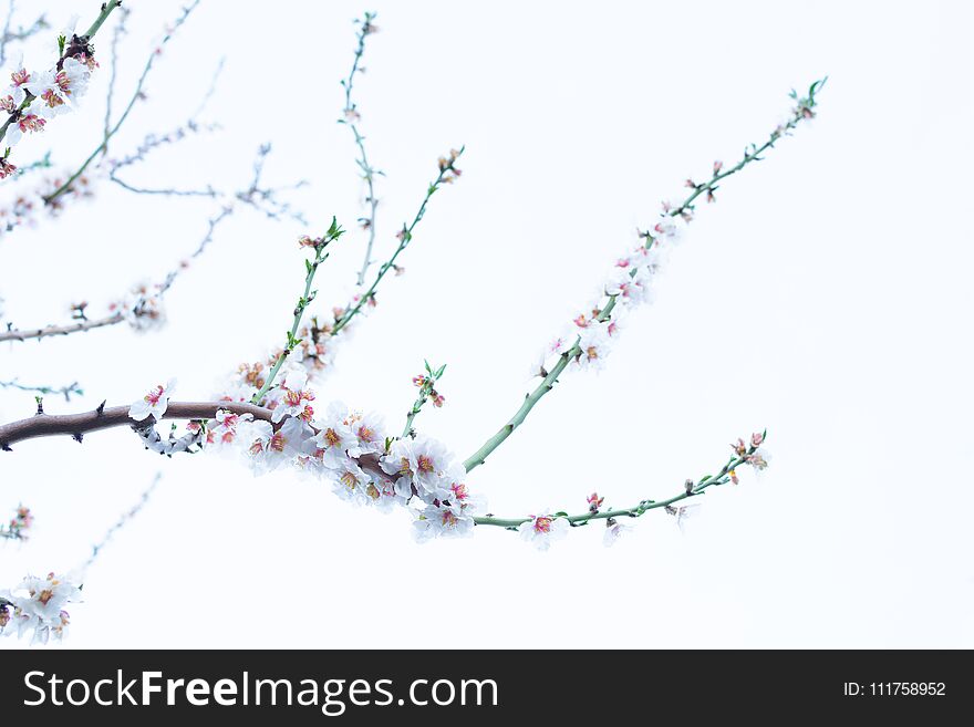 Bright soft pink blossoms on an almond tree branch close-up.