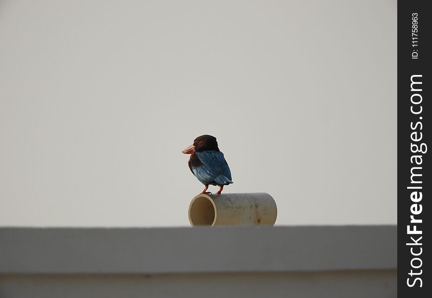 White throat kingfisher