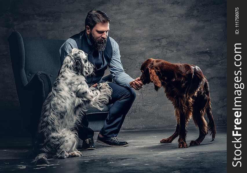 Portrait of stylish bearded male sits on a chair and his two Irish setter dogs. Portrait of stylish bearded male sits on a chair and his two Irish setter dogs.