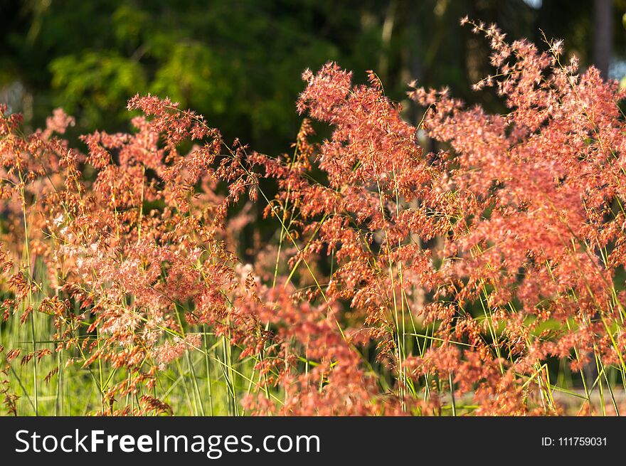 Grass flower in sunlight