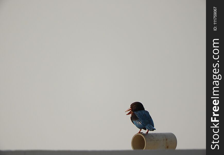 White Throat Kingfisher