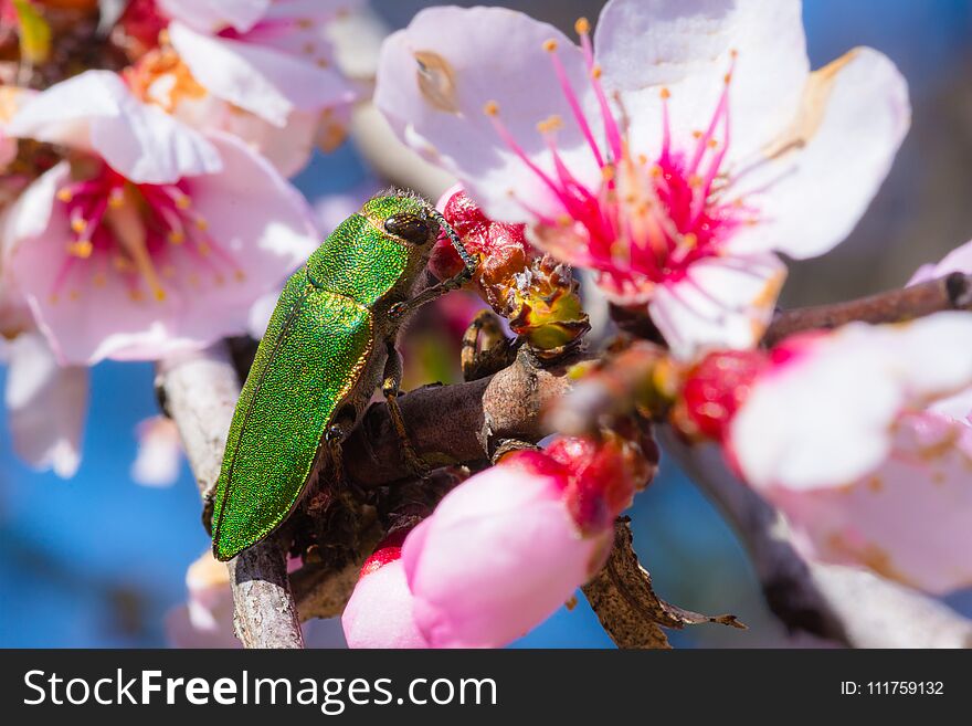 Pink blossoms on a almond tree branch close-up with an insect.