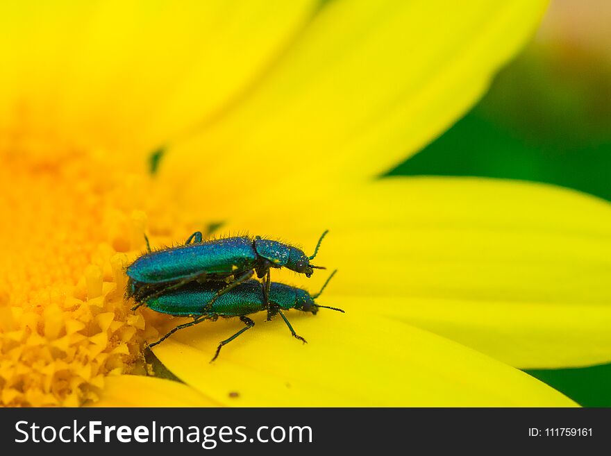 Macro shot of green insects during reproduction on a yellow daisy at spring.