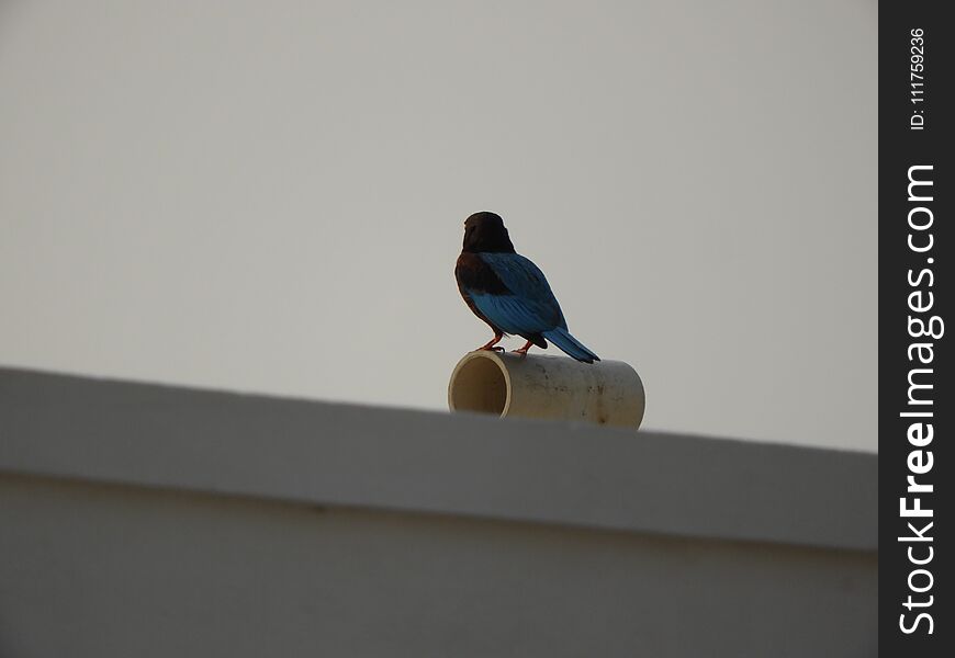 White-throated Kingfisher also called as Halcyon smyrnensis, Pelargopsis capensis blue wings in its native environment. India. White-throated Kingfisher also called as Halcyon smyrnensis, Pelargopsis capensis blue wings in its native environment. India.