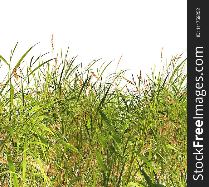 3D render of grass and weeds on a white background. 3D render of grass and weeds on a white background