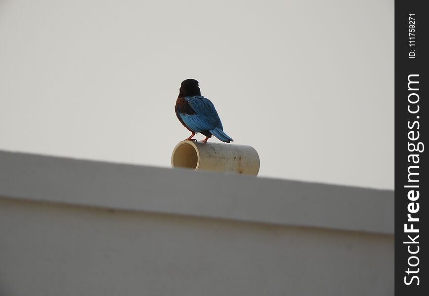 White-throated Kingfisher also called as Halcyon smyrnensis, Pelargopsis capensis blue wings in its native environment. India. White-throated Kingfisher also called as Halcyon smyrnensis, Pelargopsis capensis blue wings in its native environment. India.