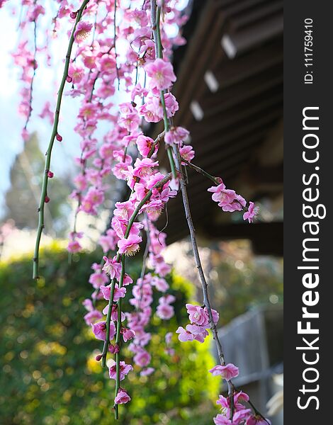 Pink Ume blossom or Plum blossom, harbinger of the arrival of spring in Japan