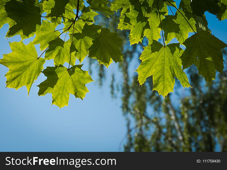 Fresh Green Maple Leaves