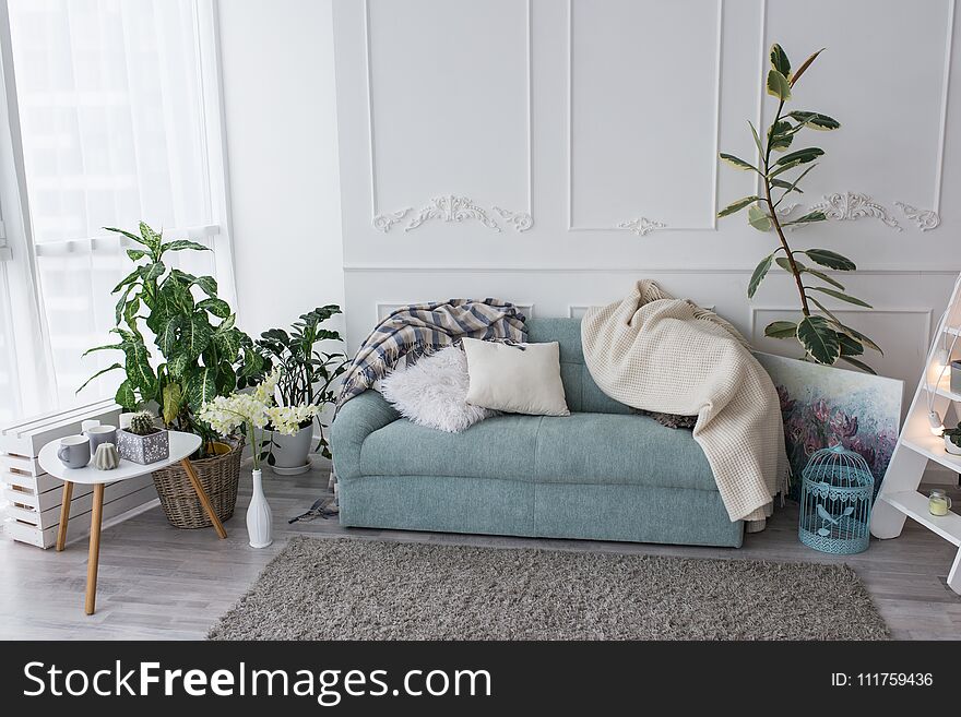 Blue sofa in the room. Few pillows and bedspreads lie on the couch in the living room, near a lot of greenery in the pots
