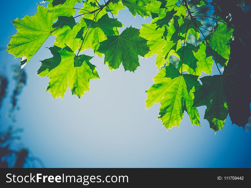 Fresh Green Maple Leaves Retro