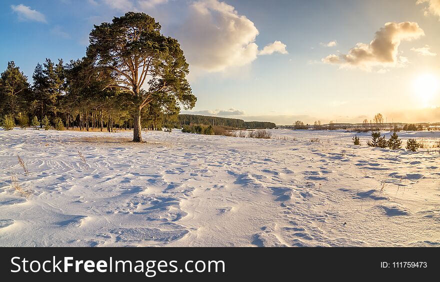 Winter landscape with pine and snow-covered field at sunset, Russia, Ural, March