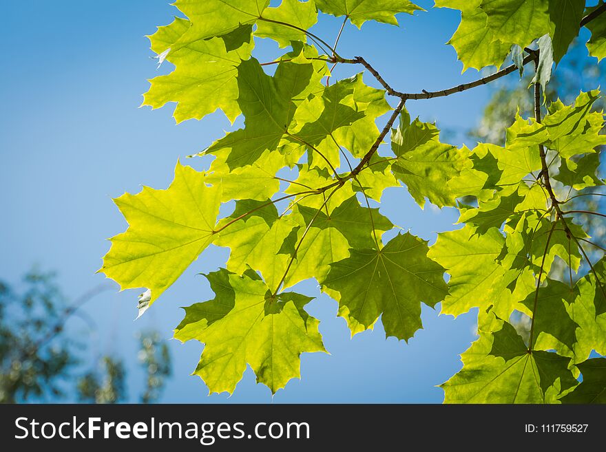 Sunny green maple leaves, spring season in the park. Sunny green maple leaves, spring season in the park.