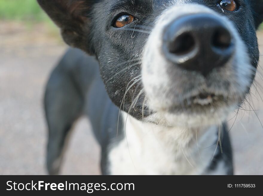 Black eyed dog waiting for food from the boss by starvation. Black eyed dog waiting for food from the boss by starvation.