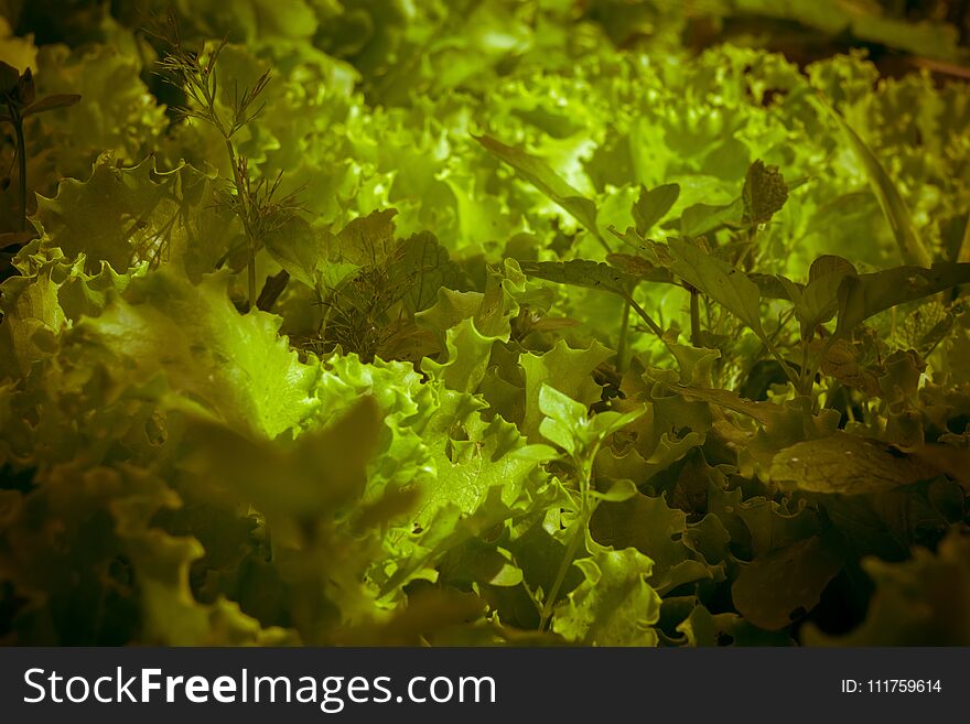 Growing lettuce, fresh green salad leaves in the garden, filtered. Growing lettuce, fresh green salad leaves in the garden, filtered.