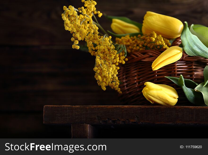 Mimosa and yellow tulips in wicker basket. Mimosa and yellow tulips in wicker basket