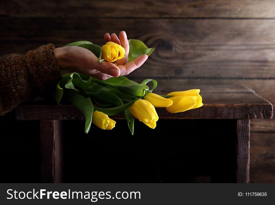 Woman holding a yellow Tulip Bud. Woman holding a yellow Tulip Bud