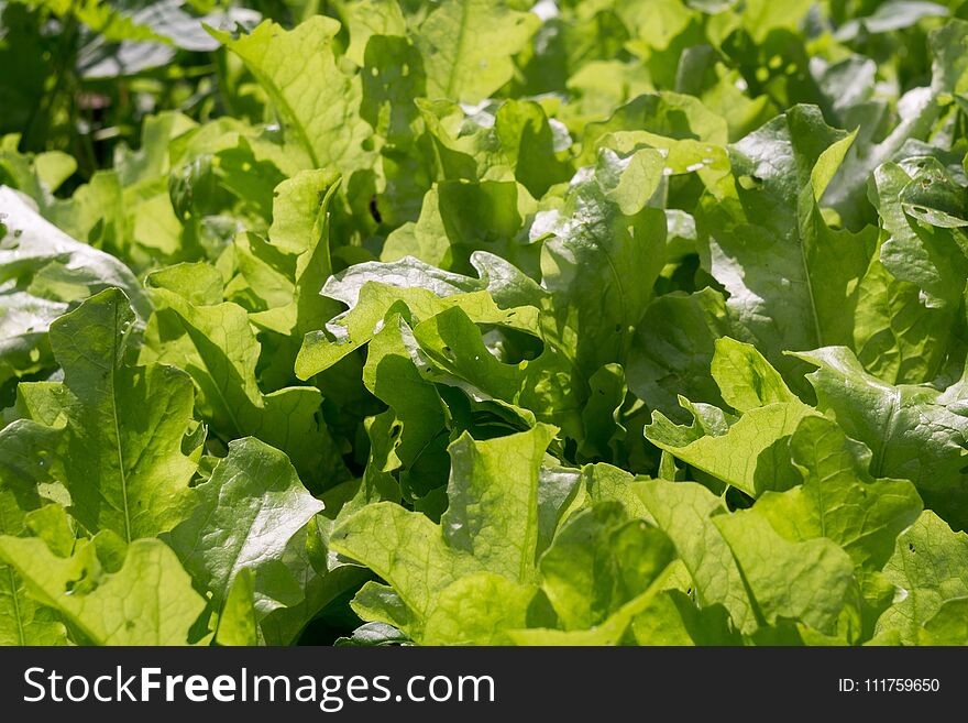 Growing lettuce, fresh green salad leaves in the garden. Growing lettuce, fresh green salad leaves in the garden.