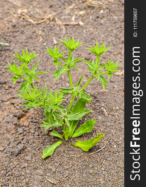 Fresh green long coriander plant in nature garden