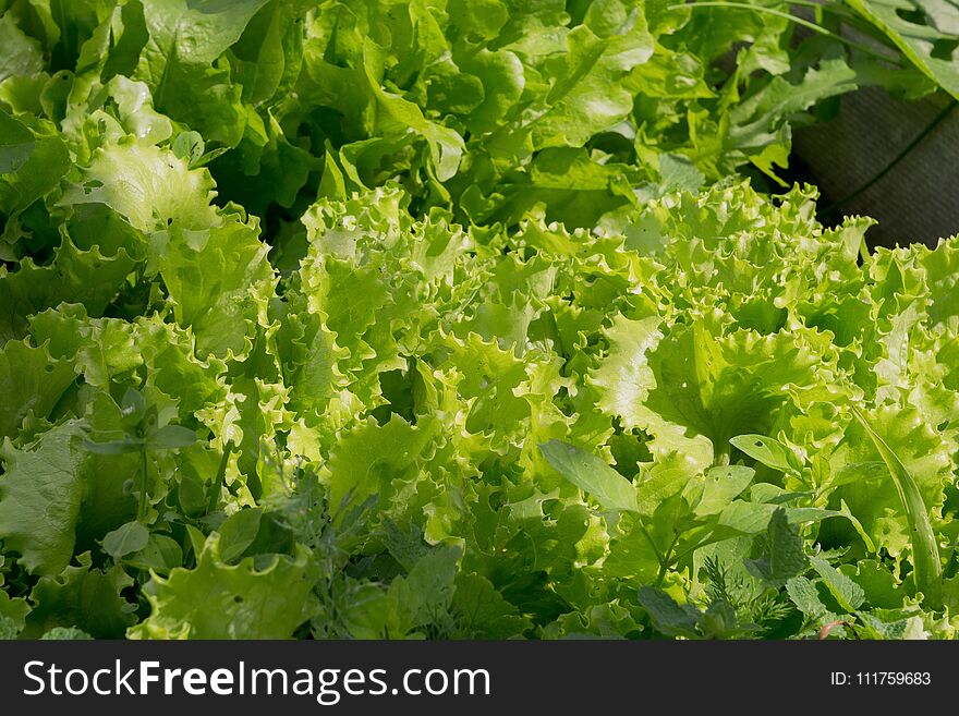 Growing lettuce, fresh green salad leaves in the garden. Growing lettuce, fresh green salad leaves in the garden.