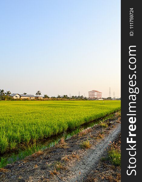 Green rice tree in country Thailand