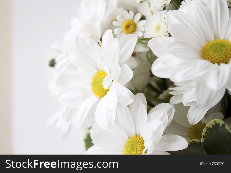 Close-up Of Large Decorative Daisies In Bouquet