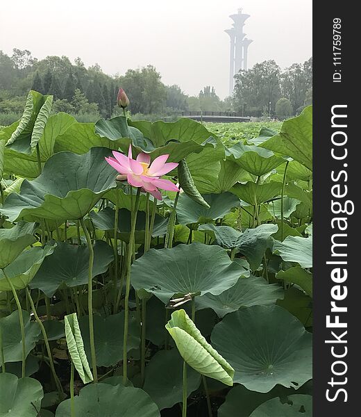Lotus pound in Olympic forest park, Beijing. Lotus pound in Olympic forest park, Beijing