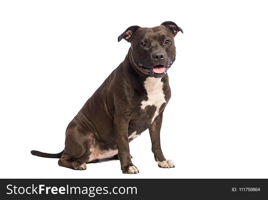 Cute pitbull dog with opened mouth lying isolated on white background