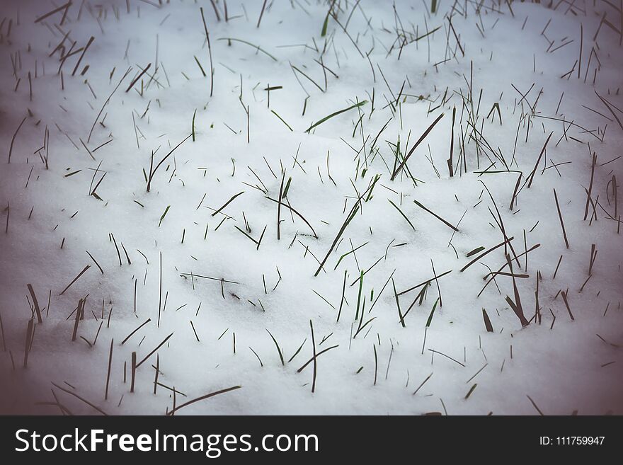 Fresh green grass covered by white snow. Fresh green grass covered by white snow.
