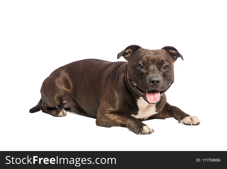 Cute pitbull dog with opened mouth lying isolated on white background