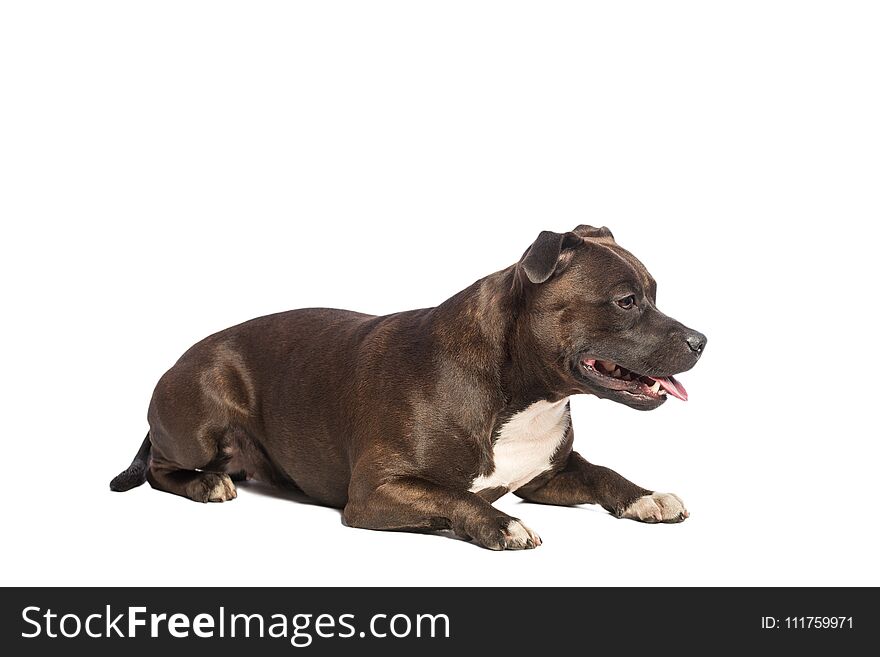 Cute pitbull dog with opened mouth lying isolated on white background