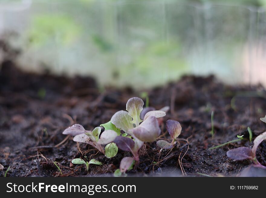 Small seedlings green and red oak leaf salad vegetable