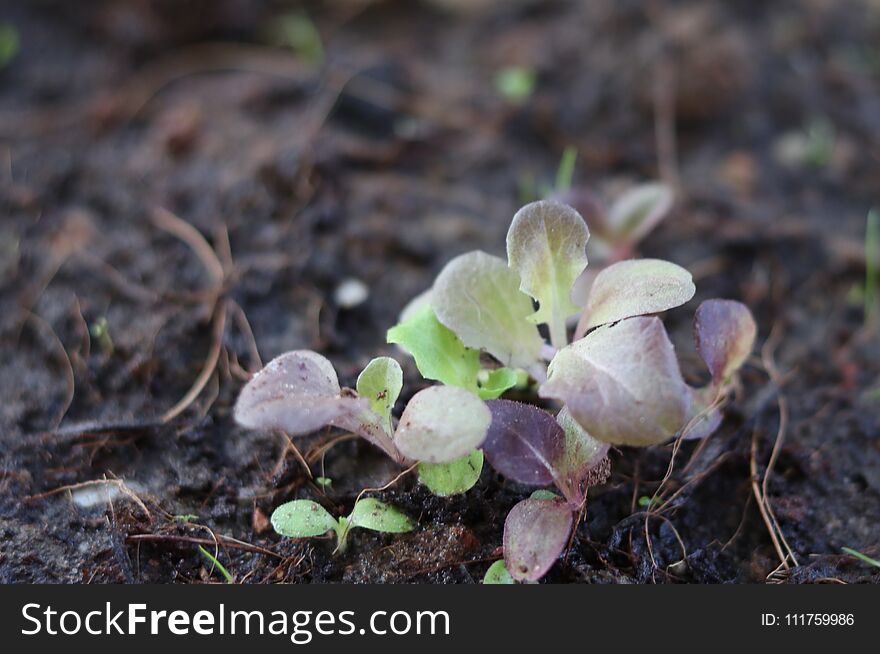 Small seedlings green and red oak leaf salad vegetable growing in cultivation tray with blurred background