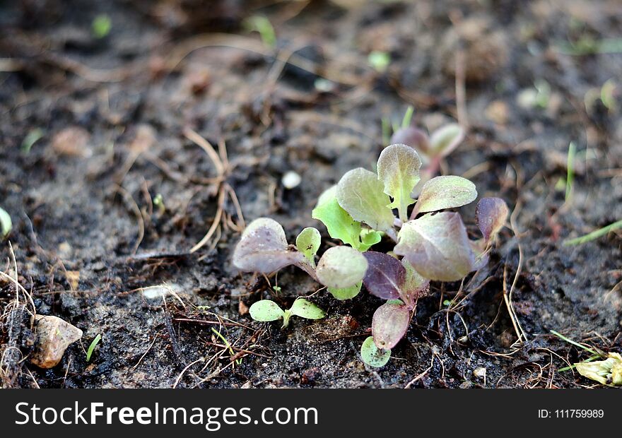 Small seedlings green and red oak leaf salad vegetable growing in cultivation tray with blurred background