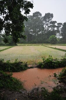 Light Rain On The Rice Fields In Laos Stock Photography