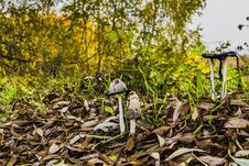 Inky Cap At The Road Royalty Free Stock Image