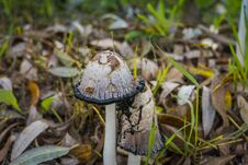 Inky Cap At The Road Royalty Free Stock Photography
