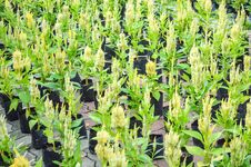 Yellow Celosia Argentea Flower Royalty Free Stock Photography Yellow Celosia Argentea Flower Royalty Free Stock Photography