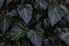 Leaves Of Ivy Cover The Garden Fence. Front View. Stock Photos