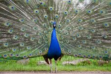 Proud Male Peacock, Indian Peafowl Displaying Extensive Plumage Royalty Free Stock Photography