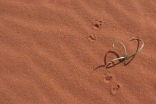 Green Plant Growing In Red Desert Sand With Shadows And Prints Royalty Free Stock Photography