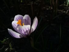 Crocus. Spring Crocus On Sunlight Art Light. Unique Color Of Spring Crocus Flower In Garden. No Post Process. Minzuhar Stock Image