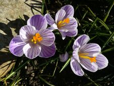 Crocus. Spring Crocus On Sunlight Art Light. Unique Color Of Spring Crocus Flower In Garden. No Post Process. Minzuhar Stock Photography