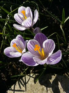 Crocus. Spring Crocus On Sunlight Art Light. Unique Color Of Spring Crocus Flower In Garden. No Post Process. Minzuhar Stock Photos