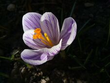Crocus. Spring Crocus On Sunlight Art Light. Unique Color Of Spring Crocus Flower In Garden. No Post Process. Minzuhar Stock Photo