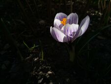 Crocus. Spring Crocus On Sunlight Art Light. Unique Color Of Spring Crocus Flower In Garden. No Post Process. Minzuhar Stock Photo