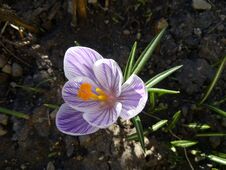 Crocus. Spring Crocus On Sunlight Art Light. Unique Color Of Spring Crocus Flower In Garden. No Post Process. Minzuhar Stock Image