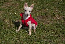 Portrait Of Baby Pinscher Chihuahua Dog Mix With Coat In The Garden Stock Images